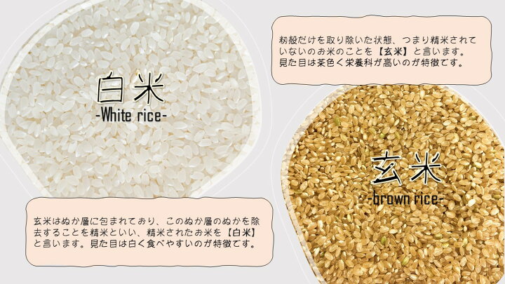 楽天市場】【米 送料無料 30kg】 令和7年産秋田県産 あきたこまち 玄米 