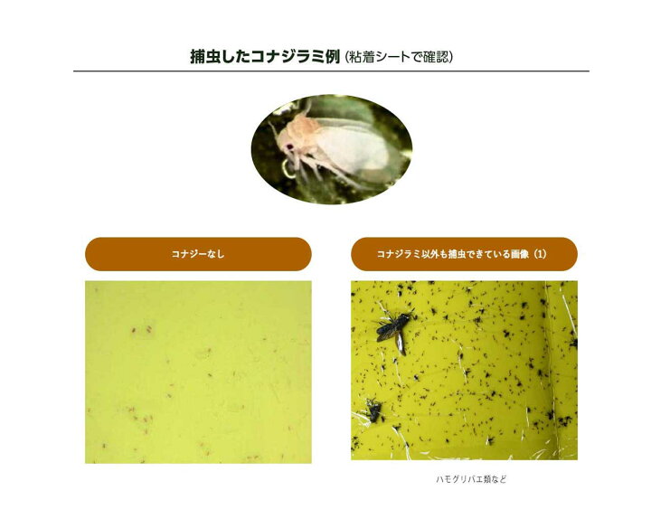楽天市場 捕虫器 コナジラミ 活性式 コナジラミキャッチャー Ckz 100 10台入り 粘着シート ホリバー 黄色 枚 付き 害虫 駆除 防除 殺虫 園芸 虫取り機 農業 みのる産業 送料無料 みのるセレクション 楽天市場 捕虫器 コナジラミ 活性式 コナジラミキャッチャー Ckz 100 10台入り 粘着シート ホリバー 黄色 枚 付き 害虫 駆除 防除 殺虫 園芸 虫取り機 農業 みのる産業 送料無料 みのるセレクション
