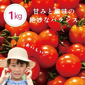 【農園直送】ミニトマト「みのり」1kg 2kg 糖度7～8 新鮮 獲れたて 徳島産 プチトマト 酸味 甘み 72-197RZ オランダ産 新品種 糖度