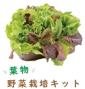 yzqǂȒPɂłIƒ؉ik͔|jLbgw̔x(gC^Cv) x_؉ Tj[^X R  nC|jJ엿t