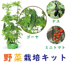 【スーパーSALE×ポイント5倍】【送料無料】子どもも簡単にできる！ 家庭菜園（水耕栽培）キット『私の畑』(ポットタイプ) ベランダ菜園 トマト きゅうり 室内 自由研究 ハイポニカ肥料付