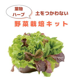 【送料無料】子どもも簡単にできる！家庭菜園（水耕栽培）キット『私の畑』(トレイタイプ) ベランダ菜園 サニーレタス 自由研究 室内 ハイポニカ肥料付