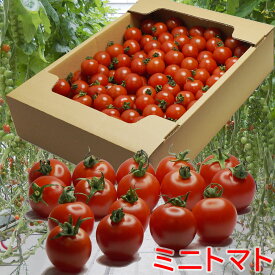楽天市場 ミニトマトの通販 楽天市場 ミニトマトの通販