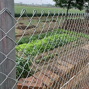 w|Cg2{!11!xC[bVtFX  C[lbg Pa5-6cm nZbLK[fbVtFXwr[f[eBėp\ȉƋ׃lbgAcی삵܂ 