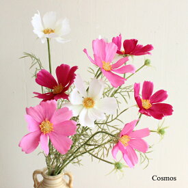 楽天市場 コスモス 花 観葉植物 花 ガーデン Diy の通販 楽天市場 コスモス 花 観葉植物 花 ガーデン Diy の通販
