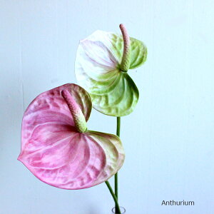 AXE  tFCNt[ O[CeA A A[eBtBVt[ CeAG IuWF JtF i` gsJ AWA fBXvC O[