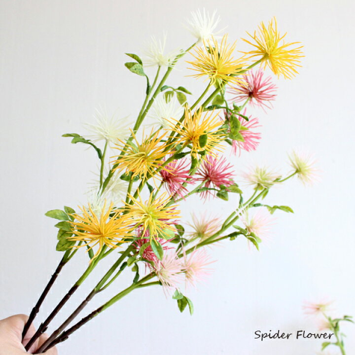 楽天市場 スパイダーフラワー 2本 造花 未触媒 フェイクフラワー フェイクグリーンのお店 Mintcafe