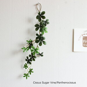 SALEi S~jVTXACr[oC VK[oC p[ZmVbTX 45cm 00543  tFCNO[ |gX v~ fBXLfBA wf ϗtA Ǌ|