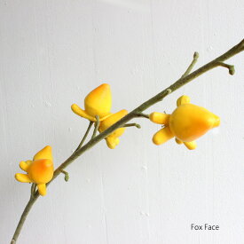 楽天市場 フォックスフェイス 花 ガーデン Diy の通販