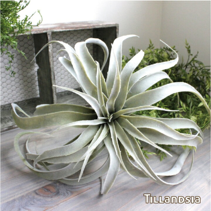 楽天市場 エアプランツ Ll 特大f40cm 観葉植物 造花 インテリア フェイクグリーン インテリア インダストリアルチランドシア チランジア ティランジア キセログラフィカ フェイクグリーンのお店 Mintcafe
