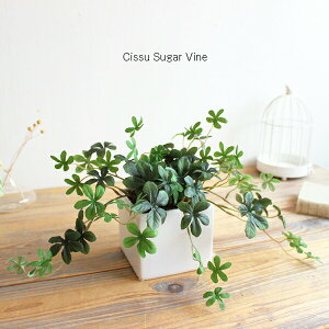 L.VK[oC VTXACr[  tFCNO[ lHϗtA L G} CTG} i` O[CeA A CeAG IuWF JtF i` fBXvC