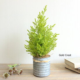 楽天市場 人工観葉植物 種類 植物 ゴールドクレスト 造花 人工観葉植物 花 観葉植物 花 ガーデン Diyの通販