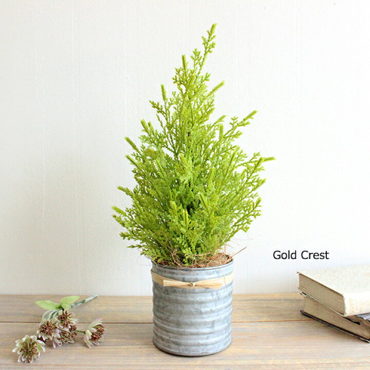 楽天市場 ゴールドクレスト ブリキ鉢 24cm 造花 観葉植物 ミニ インテリア フェイクグリーン 人工観葉植物 消臭 Ct触媒開店祝い 引越し祝い 新築祝い お祝い モダン 室内 会社 事務所 自宅 飾り ギフト フェイクグリーンのお店 Mintcafe 楽天市場 ゴールドクレスト ブリキ鉢 24cm 造花 観葉植物 ミニ インテリア フェイクグリーン 人工観葉植物 消臭 Ct触媒開店祝い 引越し祝い 新築祝い お祝い モダン 室内 会社 事務所 自宅 飾り ギフト フェイクグリーンのお店 Mintcafe