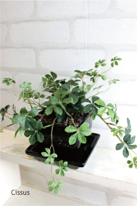 楽天市場 シュガーバイン シサスアイビープラント 黒四角鉢皿 造花 観葉植物 人工観葉植物 インテリア Ct触媒 フェイクグリーン ギフト花 おしゃれ リアル カフェ 玄関 リビング キッチン フェイクグリーンのお店 Mintcafe