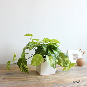【再入荷しました】リアル ポトス W40cm 造花 CT触媒 消臭 フェイクグリーン 観葉植物 人工観葉植物 かわいい 丸い 葉っぱ ディスプレイ 装飾 オリジナル