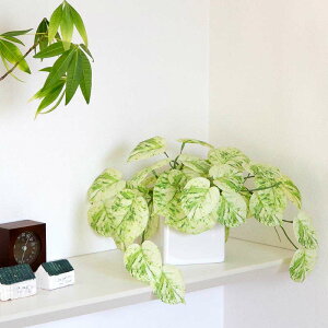 A |gX zCg W45cm  CTG} L tFCNO[ ϗtA lHϗtA 킢 ۂ t fBXvC  IWi