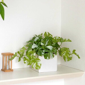 XeiXvbgtBjAW W35cm  CTG} L tFCNO[ ϗtA lHϗtA 킢 ۂ t fBXvC  IWi