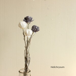 wNT 35cm  tFCNt[ i` O[CeA A A[eBtBVt[ CeAG IuWF JtF i` k  fBXvC