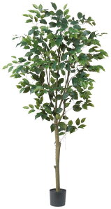 ySALE ʌzasca ϗtA tBJX / xW~ 155cm |bgt  (ʏ퉿i 27500~) tFCNO[ lHϗtA fBXvC  Ԕ A