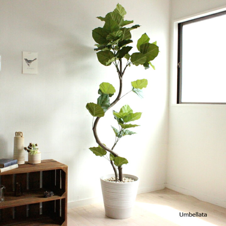 楽天市場 ウンベラータ 155cm White 造花 観葉植物 フェイクグリーン 大型 送料無料 フェイクグリーンのお店 Mintcafe