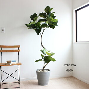 tBJXEEx[^ H160cm  [bsOEjD] CTG} L R hJr ϗtA tFCNO[ ^ (kC  ʓr +4000~ k B ʓr +2000~) f