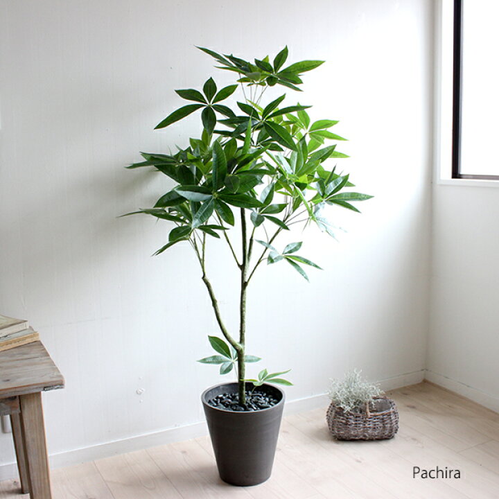 楽天市場 パキラ 125cm 黒鉢 造花 観葉植物 Ct触媒 消臭 抗菌 防カビ効果 大型 人工観葉植物 フェイクグリーン 重要 北海道 沖縄 送料別途 4000円 東北 送料別途 00円 開店祝い 引越し祝い 新築祝い お祝い 会社 事務所 自宅 ギフト フェイクグリーンのお