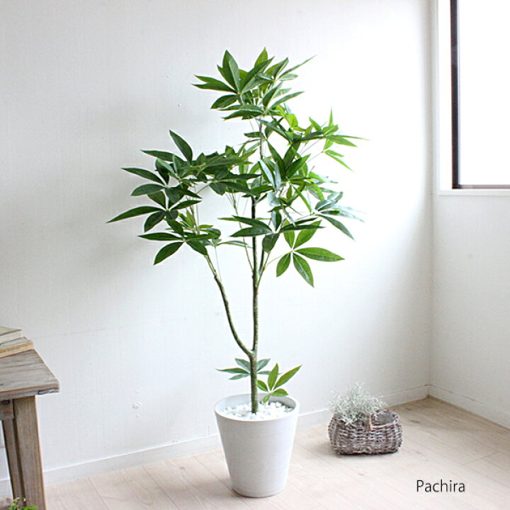 楽天市場 パキラ 130cm 白鉢 造花 観葉植物 Ct触媒 消臭 抗菌 防カビ効果 大型 人工観葉植物 フェイクグリーン 重要 北海道 沖縄 送料別途 4000円 東北 送料別途 00円 開店祝い 引越し祝い 新築祝い お祝い 会社 事務所 自宅 ギフト フェイクグリーンのお