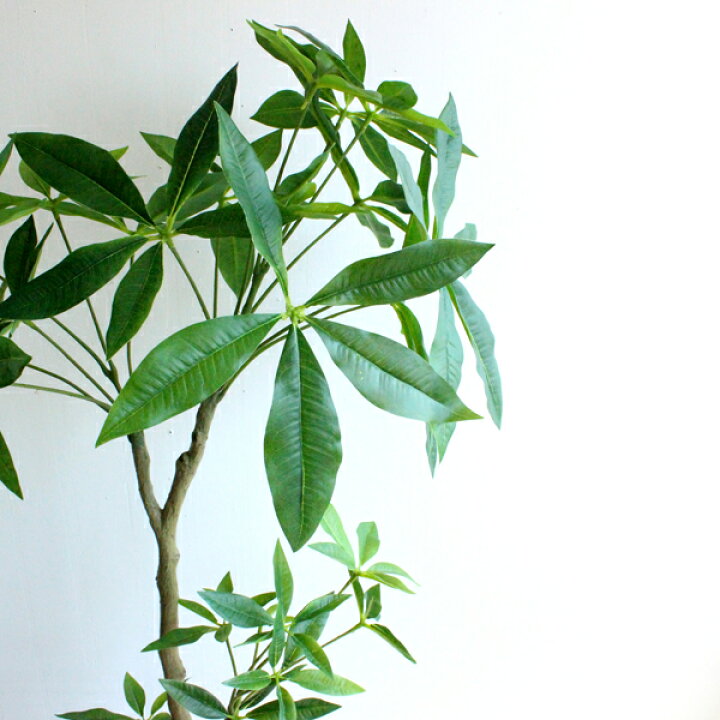 楽天市場 パキラ 130cm 白鉢 K 1 造花 観葉植物 Ct触媒 大型 人工観葉植物 フェイクグリーン 送料無料 北海道 東北 沖縄 別途有料 開店祝い 引越し祝い 新築祝い お祝い 会社 事務所 自宅 飾り ギフト おしゃれ フェイクグリーンのお店 Mintcafe