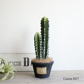 楽天市場 サボテンの通販