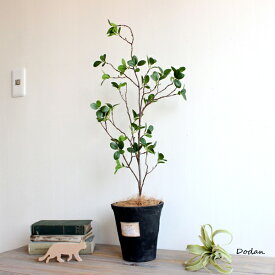 楽天市場 観葉植物 大型の通販