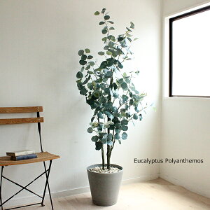 観葉植物 ポポラス ユーカリの人気商品 通販 価格比較 価格 Com