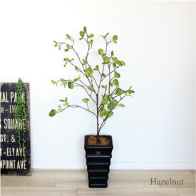 楽天市場 ハシバミ 花 観葉植物 花 ガーデン Diy の通販