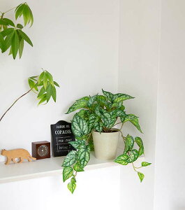 [tubVAW 30cm  CeA ϗtA tFCNO[ y (kC  Ljz