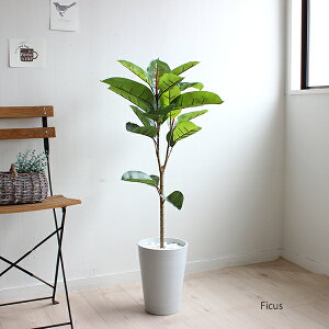 観葉植物 ゴムの木 Ct触媒の人気商品 通販 価格比較 価格 Com