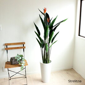 楽天市場 お供え 花 種類 植物 ストレリチア の通販