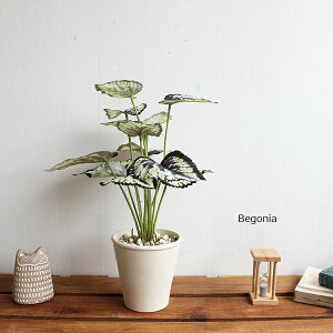 xSjA 35cm  ϗtA  [bsOEjD] tFCNO[ CTG} L R hJrʃfBXvC  A j j JX J Vz