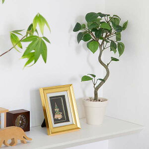 ۗtxW~ 40cm  L CTG} tFCNO[ ϗtA ~j 킢 ۂ t {[~[@fBXvC  IWi A Mtg 蕨 j JX J 