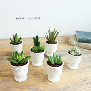 03 ~j~jTLg|bg A Succulent  CTG} L O[CeA A ][gCeA A[eBtBVO[ CeAG IuWF JtF AWA f