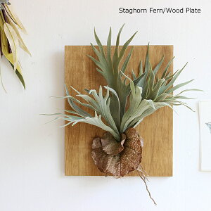 rJNV_ tRE  tFCNO[ X^bOz[Ǌ| lHϗtA AW A EH[O[