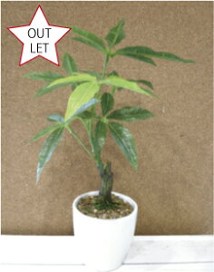 パキラ 観葉植物の人気商品 通販 価格比較 価格 Com パキラ 観葉植物の人気商品 通販 価格比較 価格 Com