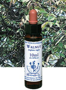 �y�l�R�|�X�ő��������zHealingHerbs No.24 �E�H�[���i�b�g 10ml[HealingHerbs(�q�[�����O�n�[�u�X) �t�����[�G�b�Z���X�q�[�����O�n�[�u�X]