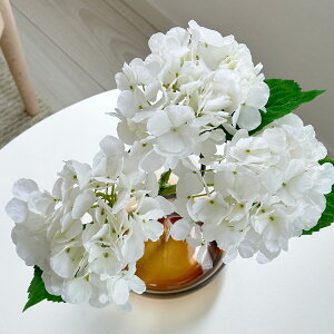 AWTC nChWA  z zCg O[p[v F3{Zbg yzIWifUC ԑ  u[P  MODERN CeA VNt[ A[eBVt