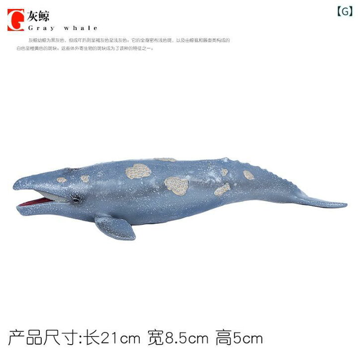 楽天市場】クジラ 海洋生物 フィギュア 模型 おもちゃ ホビー 人形 