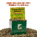生豆 スペシャルティコーヒー YELLOW CATUCAI PEABERRY ANAEROBIC コーヒー生豆 人気のピーベリーアナエロビック製法/ 嫌気性発酵 800g 未焙煎 ブラジルグアリロバ農園