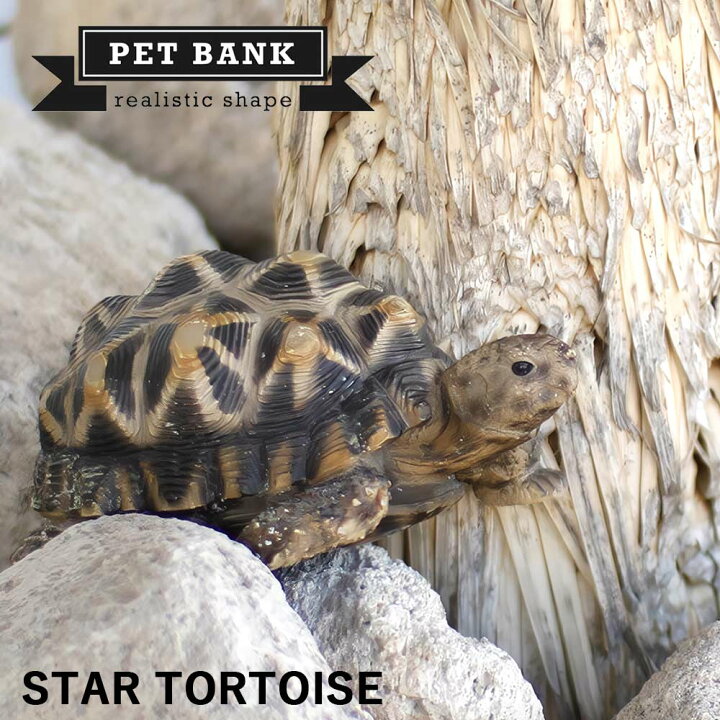 楽天市場 Pet Bank ペットバンク ホシガメ Star Tortoise リアルな動物の貯金箱 アニマル コインバンク カメ 亀 爬虫類 かわいい オブジェ Irodori