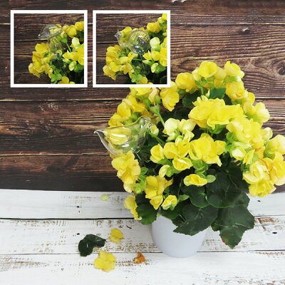 楽天市場 アウトレット品 ウォーターキーパー 2個セット水やり 植物給水機観葉植物 花ガーデニングガラス製 Irodori