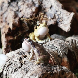 REPTILES MAG 「カエルのマグネット」 リュウキュウカジカガエル/ヒメアマガエル リアルな生きもの造形マグネット クリップ置き クリップホルダー プレゼント 爬虫類 両生類 かえる 蛙 レプタイルズマグ フィギュア
