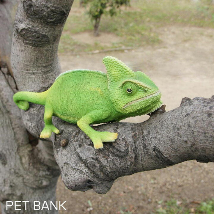 楽天市場 Pet Bank ペットバンク カメレオン Chameleon リアルな動物の貯金箱 アニマル コインバンク 爬虫類 エボシカメレオン かわいい Irodori