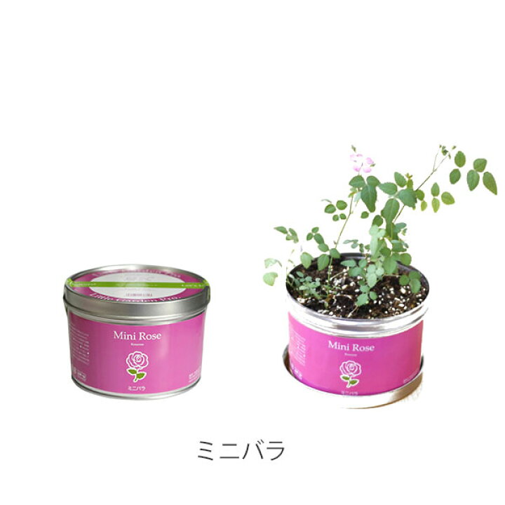 楽天市場 屋内栽培セット リトルガーデンプロバジル ワイルドストロベリーミニバラ植物 果物 花室内栽培 家庭菜園 ガーデニングキッチンガーデンインテリア Irodori