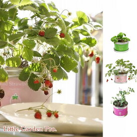 楽天市場 ミニバラ 栽培の通販